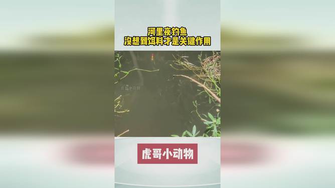 探索现代钓鱼饵料的最新革新与奥秘，最新钓饵揭秘