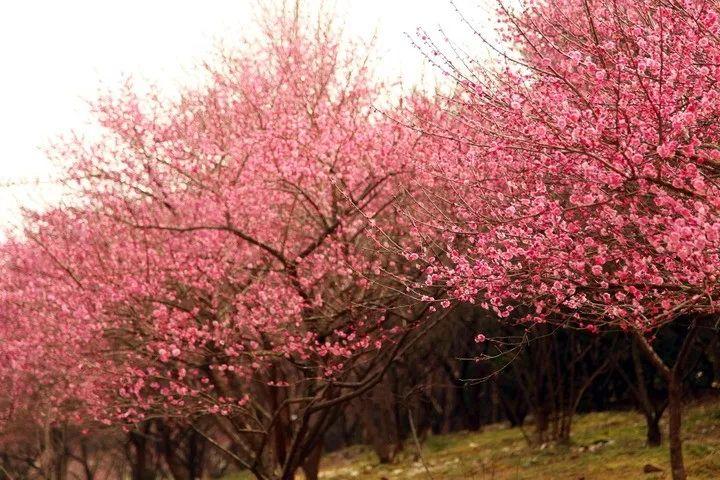 清华大学生医药校友会 第209页