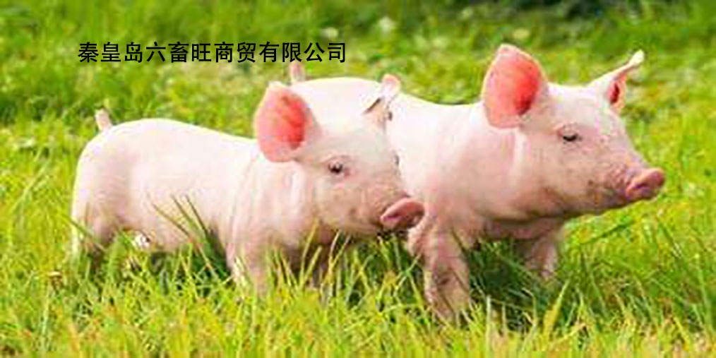 陕西最新猪价更新，寻找养猪业中的内心平静之旅