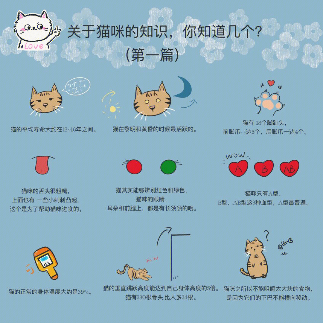 喵知最新版，开启探索猫咪知识的全新旅程