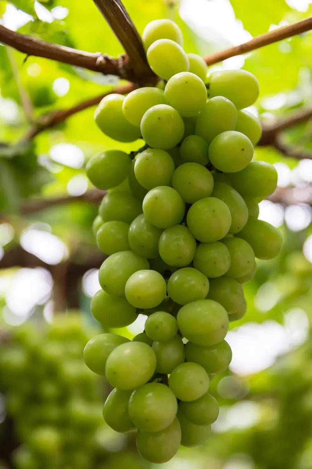 OPPO R9最新版本的秘密揭晓，巷弄中的隐藏瑰宝评测与解密