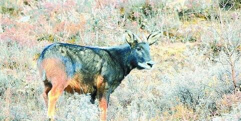 新澳2024今晚开奖资料四不像,仿真方案实施_别致版95.551