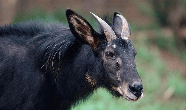 新澳2024今晚开奖资料四不像,仿真方案实施_别致版95.551