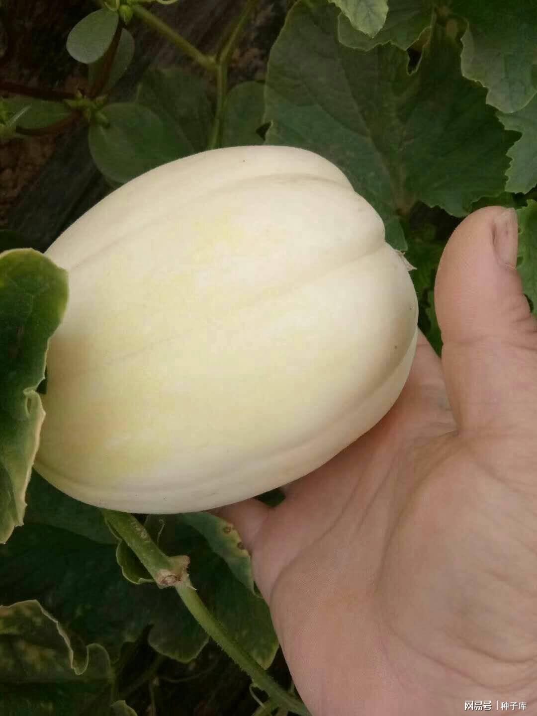 最新香瓜品种大揭秘,探索最新香瓜品种的魅力🍈💥