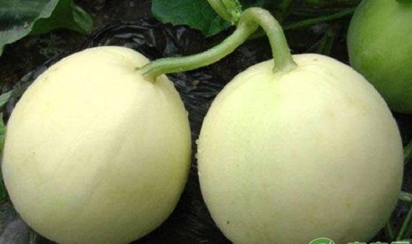 最新香瓜品种大揭秘,探索最新香瓜品种的魅力🍈💥