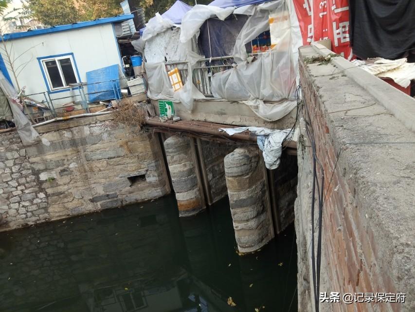 最新庭院花卉,小巷中的秘密花园探秘