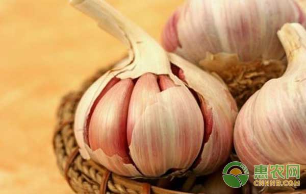 大蒜最新动态及相关观点探讨