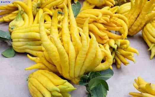 最新佛手价格概览