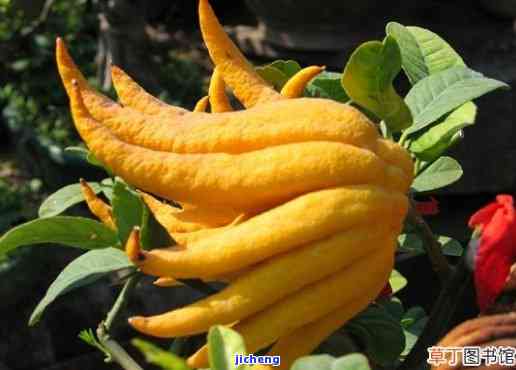 最新佛手价格概览