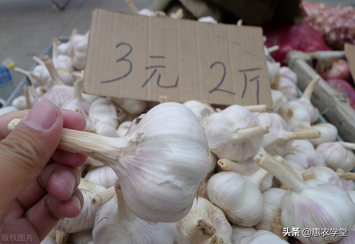 最新蒜价动态分析与趋势预测