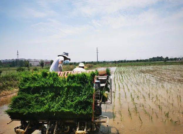 最新沼气技术揭秘,小巷中的绿色能量之源