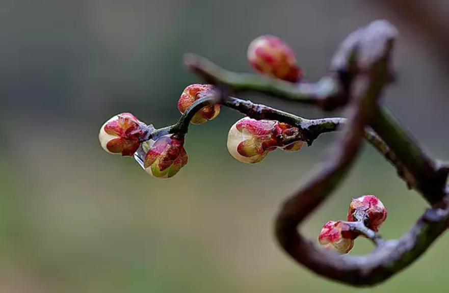最新版一剪梅,小巷深处的秘密花园探秘