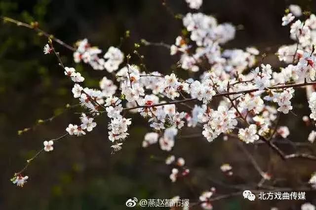 最新版一剪梅,小巷深处的秘密花园探秘