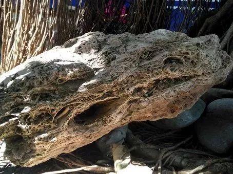 美国疫情最新预测与大自然呼唤的心灵之旅时刻