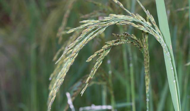 杂交水稻最新动态,绿色之旅探寻自然魅力与内心宁静