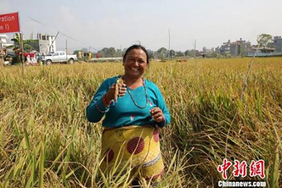 杂交水稻最新动态,绿色之旅探寻自然魅力与内心宁静