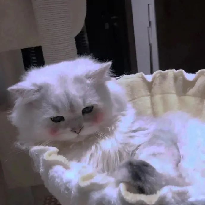 萌宠搞笑视频最新发布,萌宠搞笑视频最新发布,背景、事件与影响