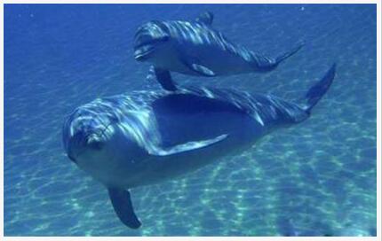 最新动物性行为探索,自然启示与学习之旅的励志篇章