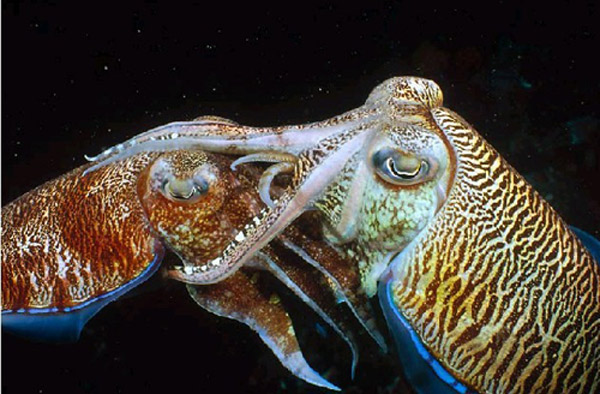 最新动物性行为探索,自然启示与学习之旅的励志篇章