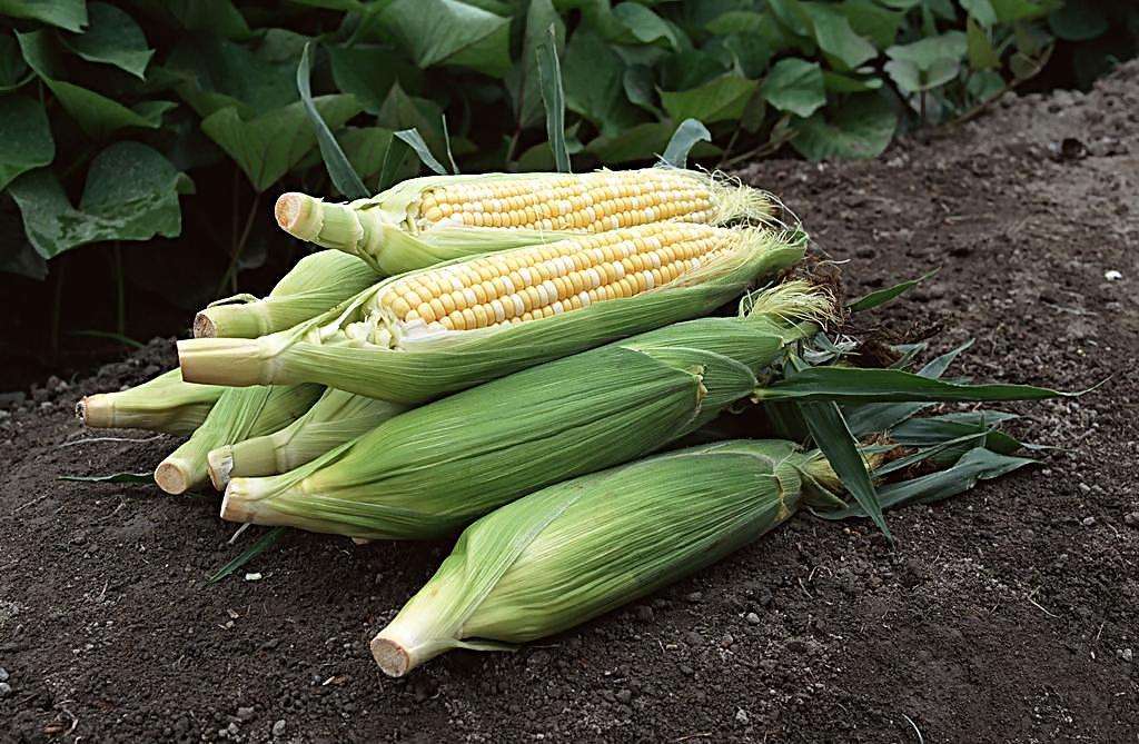 科技智能预测下的粮食玉米价格最新行情掌握报告