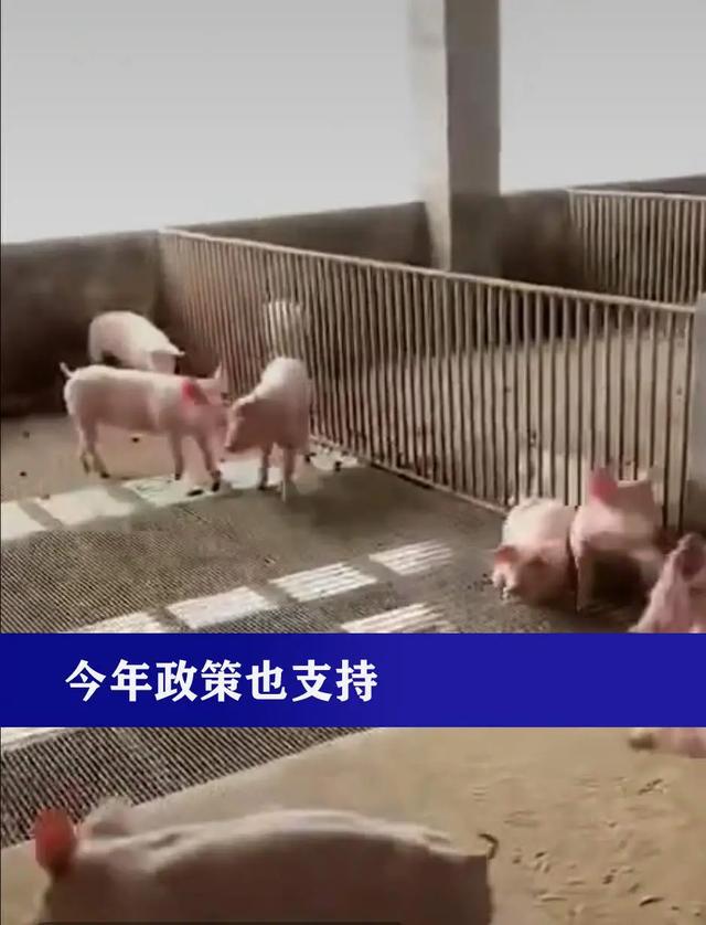 养猪户最新动态揭秘,小巷深处的独特风味