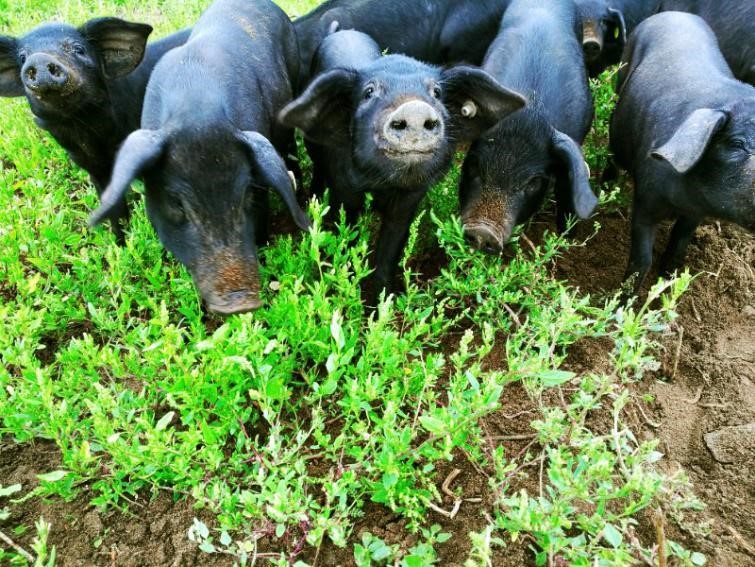 养猪户最新动态揭秘,小巷深处的独特风味