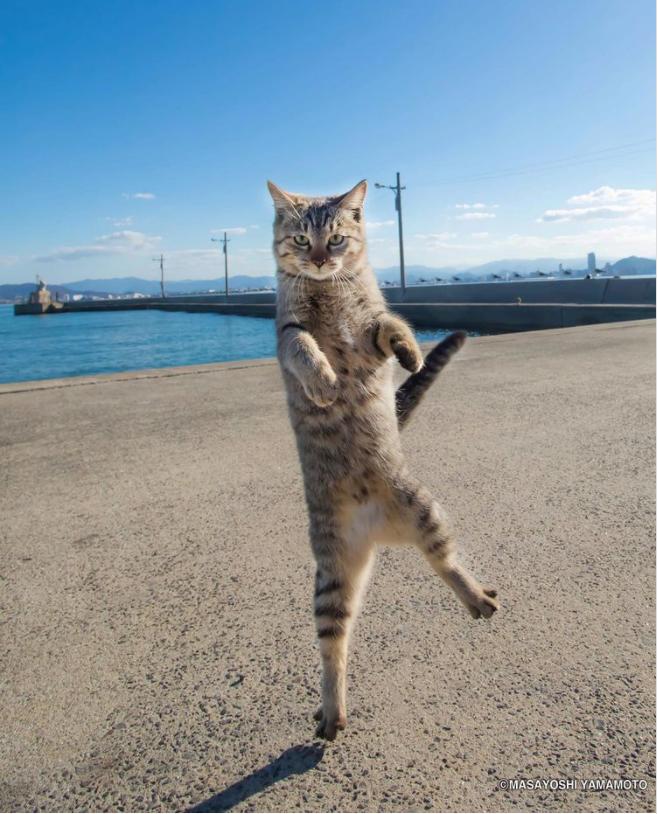 日本疫情最新消息与大自然中的疗愈之旅