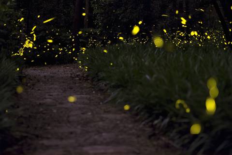 天台山萤火虫最新,星光闪烁夏日奇遇之旅
