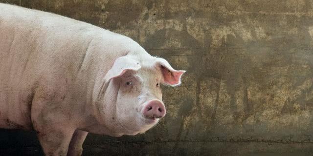 最新全国猪价格表与寻找内心平静的自然美景之旅