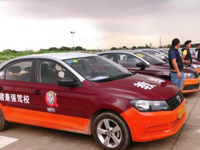 猪坚强驾校最新动态更新,最新消息汇总