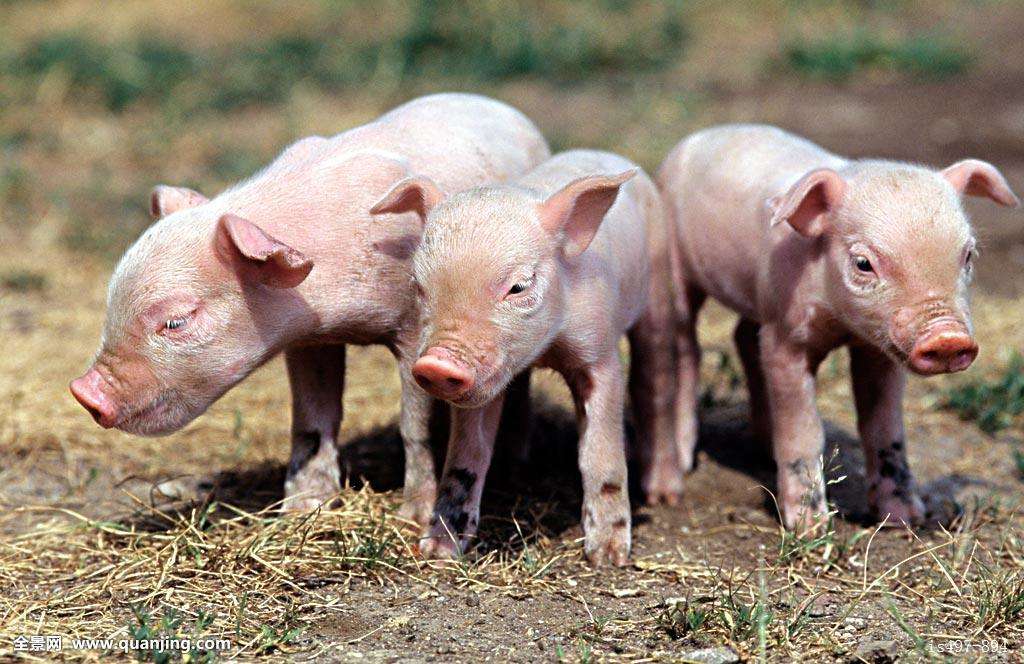 河南最新生猪价格表及绿色之旅寻找内心平静之旅