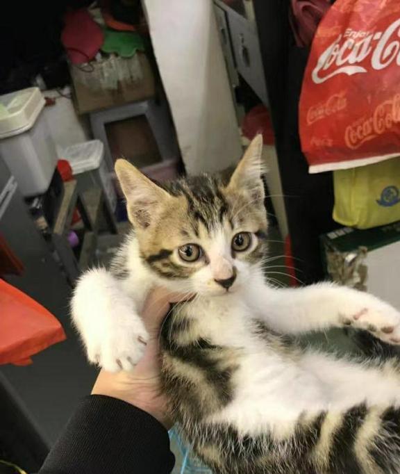 猫二十二最新探秘,小巷中的隐藏特色小店