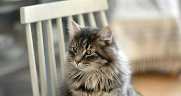 猫二十二最新探秘,小巷中的隐藏特色小店