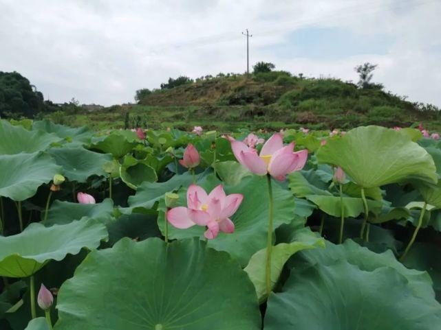 明天龙虾最新价格揭秘,小巷深处的神秘龙虾世界