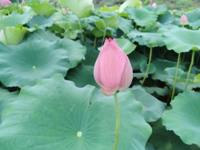 明天龙虾最新价格揭秘,小巷深处的神秘龙虾世界